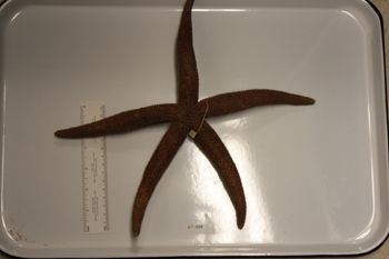 Media type: image;   Invertebrate Zoology AST-3339 Description: Preserved specimen.;